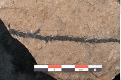 Foto (Detailansicht) von Araucaria sternbergii Goeppert (NHMW-GEO-2024-0188-8306)